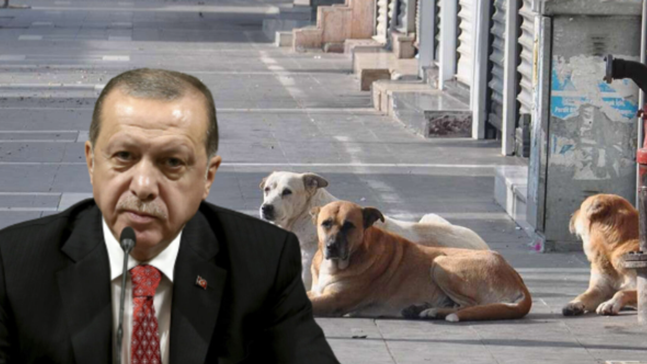 Erdoğan, sokak köpekleri sorununa değindi: Mutlaka çözüm bulacağız