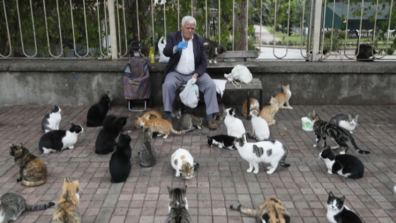 "Kedilerin babası" emekli maaşıyla her sabah 700 kediyi besliyor
