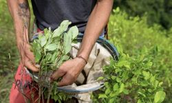 BM: Kolombiya'da koka bitkisi üretimi rekoru kırıldı