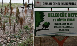 AKP bağışlarla milyonlarca fidan dikmişti: Ağaçlandırma seferberliği diyerek para gömüyorlar