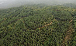 Orman işgalini tespit etti: Memur Özhan Özgüleş sürgün edildi