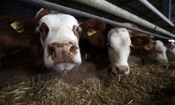 Süt üretimi düşüşte: Toplanan inek sütü miktarı son 6 yılın en düşük seviyesine geriledi