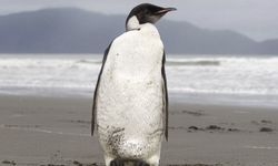 Antarktika: Nesli tükenmekte olan İmparator penguenlere ait bir koloni tespit edildi