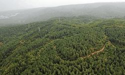 Erdoğan’ın imzasıyla Bodrum’da bazı alanlar orman sınırları dışına çıkarıldı: ‘Ranta açılacak’