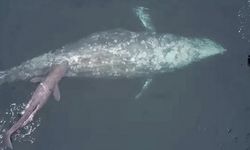 Gri balinanın doğum anları "ilk kez" kameralara yakalandı