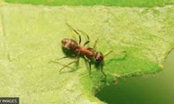 Kanseri koklayabilen karıncalar
