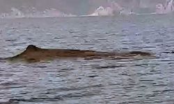 Marmaris ve Fethiye açıklarında görülen Kaşalot  Balinalar Heyecan yarattı!