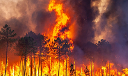 DSÖ: Orman yangınları 40 can aldı