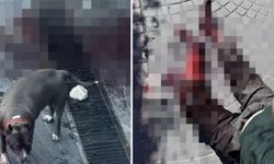 Bakırköy'de  pitbull köpeği vatandaşlara saldırdı!