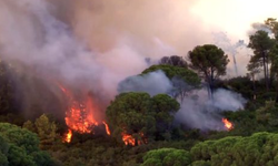 İstanbul Maltepe'de orman yangın!