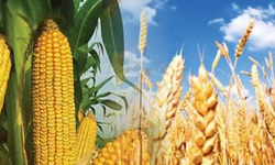 Sıcaklar tahıl üretimini vurdu! Ukraynaya  saldırılar 9 gün içinde 180 bin ton mahsulü piyasadan yok etti!