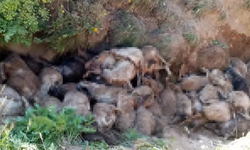 Van Erciş'de 130 koyun  uçurumdan atladı