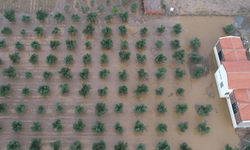 Çanakkale'de Sağanak Yağış Tarım Arazilerine Büyük Zarar Verdi