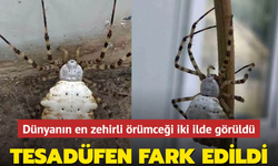 Dünyanın En Zehirli Örümceği Şimdi de Türkiye'de!