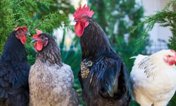 Yapay Zeka'da Bir Yenilik Daha! Tavuk Gıdaklamalarını Tercüme Ediyor!