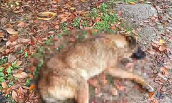 AKP'li Belediyeden Skandal Görüntüler: Ölü Köpekleri Köye Bırakırken Yakalandılar 