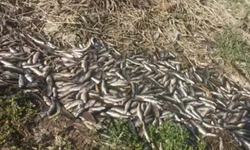Balıklar Sulama Kanalında Yine Oksijensiz Kaldı! 