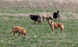 Bolu'da Köpek Cinayeti! Cesedi Ormanlık Alanda Bulundu