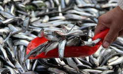 Deniz Sıcaklığı Balık Sektörünü Vurdu: Fiyatlar Yükseldi!