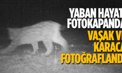 Kırıkkale'deki Yabani Hayat Fotokapanlara Yansıdı!