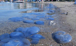 Denizanası İstilası! Foça'nın Turkuaz Sularında Tatilcileri Tedirgin Eden Görüntüler