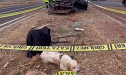 Sahibi trafik kazasında hayatını kaybeden köpek olay yerinden ayrılmadı