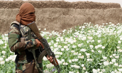 Taliban Yönetimi; Haşhaş Üretimi Yüzde 95 Düştü