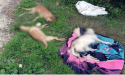 Mersin'de Vahşet: Zehirlenen 10 köpek ölü bulundu!