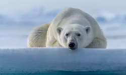 İlk defa bir kutup ayısı kuş gribinden öldü