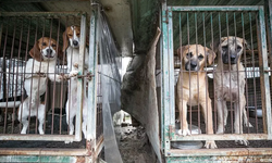 Güney Kore'de köpek eti yasaklandı