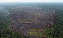 Amazon ormanlarının yarısı 2050 yılına kadar yok olma tehlikesi altında!