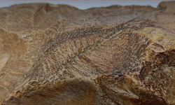 Adıyaman'da 15 milyon yıl öncesine ait balık fosili bulundu