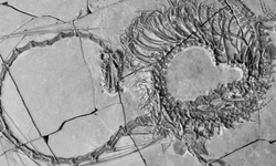 Bilim insanları fosilde 240 milyon yıllık ejderha buldu