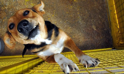 Bodrum'da 6 köpek ve 3 kedinin ölümüyle ilgili zanlı tutuklandı