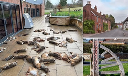 İngiltere'de dehşet olay: Dükkanın önünde ölü hayvanlar