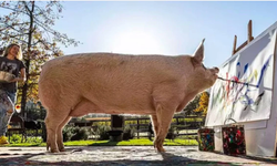 Ressam domuz "Pigcasso" yaşamını yitirdi