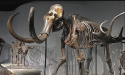 Samsun'da tesadüfen mamut fosilleri bulundu!