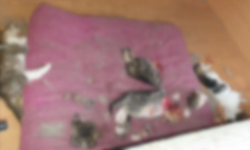 Ankara Etimesgut'ta yavru kedi katliamı