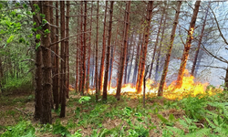 Kastomonu'daki orman yangınında müdahale devam ediyor