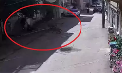 Sokakta Oynayan Çocuklara Köpekler Saldırdı