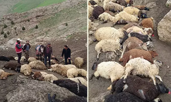 Van'da Feci Olay: 100 Koyun Öldü