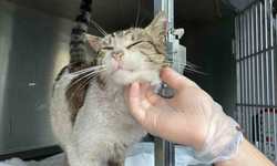 Hasta sokak kedisi kendi ayağıyla veterinere gitti