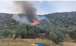 İzmir'de Zeytinlik Alanda Yangın Kontrol Altına Alındı