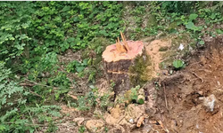 Zonguldak'ta 1183 yaşındaki porsuk ağacının kesilmesine suç duyurusu