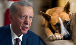 AKP'den Sokak Köpekleri İçin Tartışmalı Yasa Teklifi: Ersoy Dede'den Tepki