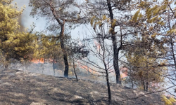 Hatay’da orman yangını çıktı!