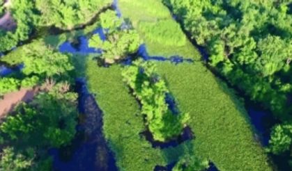 Yeşilin binbir tonunun suya karıştığı güzellik: Karacabey Longozu