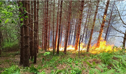 Kastomonu'daki orman yangınında müdahale devam ediyor