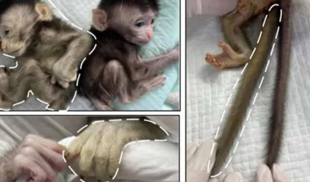 Bilimde Çığır Açan Gelişme! Genetik Mühendislik Sonucu Maymunun Floresan Parmakları Oldu!