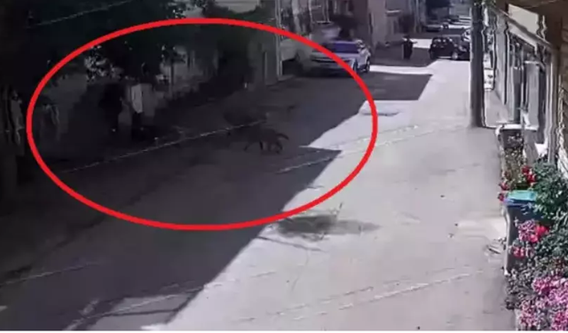 Sokakta Oynayan Çocuklara Köpekler Saldırdı